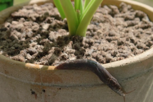 Caracol cerca de una planta