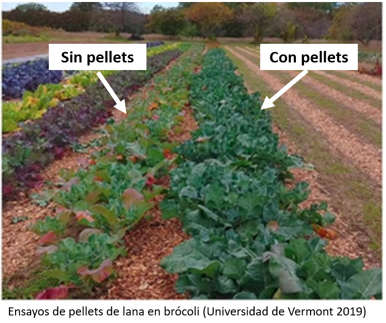 Ensayo de pellets de lana en brócoli