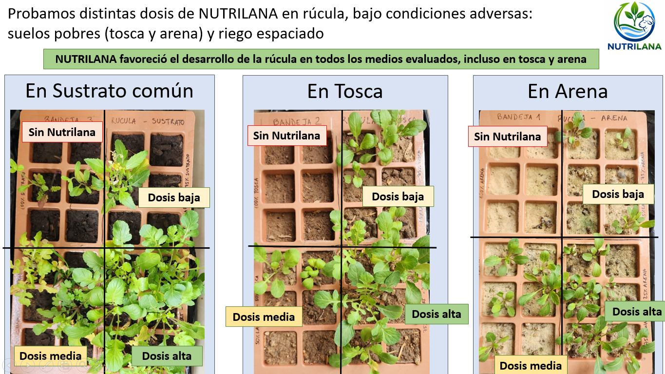 Ensayo de distintas dosis de Nutrilana en rúcula