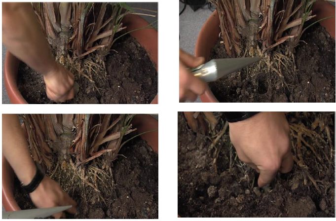 Secuencia de aplicación de Nutrilana alrededor de un árbol