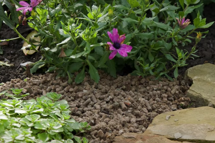 Pellets aplicados alrededor de una planta