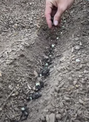 Aplicación de pellets en un surco